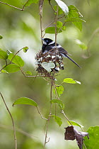 Pied Monarch (Arses kaupi) female sitting on nest hanging in vines, Atherton Tableland, Queensland, Australia