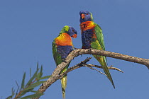 Rainbow Lorikeet (Trichoglossus haematodus) pair courting, Townsville, Queensland, Australia