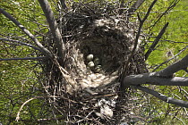 Little Raven (Corvus mellori) nest lined with sheeps wool, holds four blotched green eggs, Echuca, Victoria, Australia