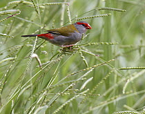 Red-browed Firetail (Neochmia temporalis) in grass, Atherton Tableland, Queensland, Australia