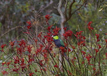 Red-capped Parrot (Purpureicephalus spurius) male feeding on Kangaroo Paw (Anigozanthos sp) flower nectar, Darling Range, Western Australia, Australia