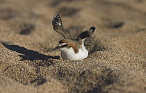 Red-capped Plover (Charadrius ruficapillus) female in diversion display, Townsville, Queensland, Australia