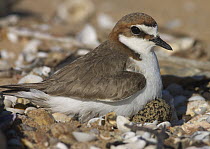 Red-capped Plover (Charadrius ruficapillus) female inbubating egg in nest of shells and rubble on the beach, Townsville, Queensland, Australia