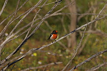 Red-capped Robin (Petroica goodenovii) male, Mullewa, Western Australia, Australia