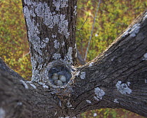 Red-capped Robin (Petroica goodenovii) nest of spider webs and bark camouflaged in the fork of a tree contains three dark blotched blue eggs, Bourke, New South Wales, Australia