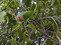 Red-cheeked Parrot (Geoffroyus geoffroyi) male feeding on berries, Iron Range, Cape York Peninsular, Australia