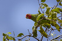 Red-cheeked Parrot (Geoffroyus geoffroyi) male feeding on berries, Iron Range, Cape York Peninsular, Australia