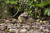Red-legged Pademelon (Thylogale stigmatica) female and joey snuggling together, Atherton Tableland, Queensland, Australia