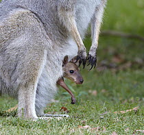 Red-necked Wallaby (Macropus rufogriseus) joey peering from mother's pouch, Bunya Mountains National Park, Queensland, Australia
