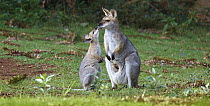 Red-necked Wallaby (Macropus rufogriseus) joey licking mother's mouth, Bunya Mountains National Park, Queensland, Australia