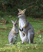 Red-necked Wallaby (Macropus rufogriseus) female and joey, Bunya Mountains National Park, Queensland, Australia