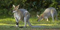 Red-necked Wallaby (Macropus rufogriseus) males feeding on grass, Bunya Mountains National Park, Queensland, Australia