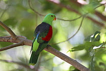 Red-winged Parrot (Aprosmictus erythropterus) male, Townsville, Queensland, Australia