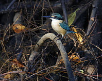 Sacred Kingfisher (Todirhamphus sanctus), Townsville, Queensland, Australia