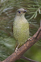 Satin Bowerbird (Ptilonorhynchus violaceus) female, Paluma Range National Park, Queensland, Australia