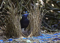 Satin Bowerbird (Ptilonorhynchus violaceus) male tends his bower decorated to attract females, Bunya Mountains National Park, south Queensland, Australia