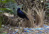 Satin Bowerbird (Ptilonorhynchus violaceus) male beside bower decorated to attract females, Bunya Mountains National Park, south Queensland, Australia