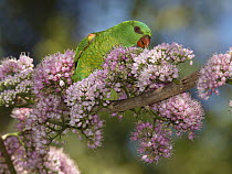 Scaly-breasted Lorikeet (Trichoglossus chlorolepidotus) feeding on nectar, Townsville, Queensland, Australia