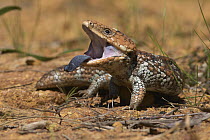 Stump-tailed Skink (Trachydosaurus rugosus) in threat display with extended tongue, Darling Range, Western Australia, Australia