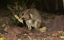 Short-eared Rock Wallaby (Petrogale brachyotis) eating leaf, Batchelor, Northern Territory, Australia