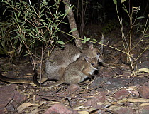 Short-eared Rock Wallaby (Petrogale brachyotis) and joey, Australia