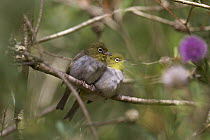 Silvereye (Zosterops lateralis) a pair snuggle together on a branch, Mount Barker, South Australia, Australia