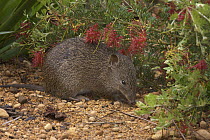 Southern Brown Bandicoot (Isoodon obesulus) foraging in the undergrowth, Darling Range, Western Australia, Australia
