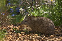 Southern Brown Bandicoot (Isoodon obesulus) foraging in the undergrowth, Darling Range, Western Australia, Australia