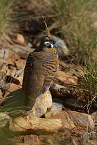 Spinifex Pigeon (Geophaps plumifera) sunbathing, Macdonnell Range, Northern Territory, Australia