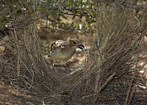 Spotted Bowerbird (Ptilonorhynchus maculatus) male decorating his bower with a metal screw, Opalton, Queensland, Australia