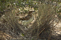 Spotted Bowerbird (Ptilonorhynchus maculatus) male placing twigs in the bower, Opalton, Queensland, Australia