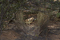 Spotted Bowerbird (Ptilonorhynchus maculatus) male decorating bower with green glass, Opalton, Queensland, Australia