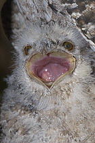 Tawny Frogmouth (Podargus strigoides) chick with gaping mouth, Townsville, Queensland, Australia