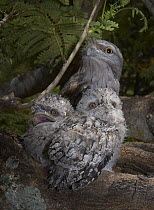 Tawny Frogmouth (Podargus strigoides) male siting behind two juveniles, Townsville, Queensland, Australia