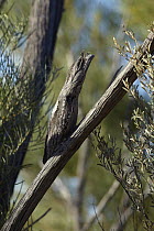 Tawny Frogmouth (Podargus strigoides) in camouflage pose, Townsville, Queensland, Australia