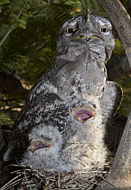 Tawny Frogmouth (Podargus strigoides) with chicks in nest, Townsville, Queensland, Australia