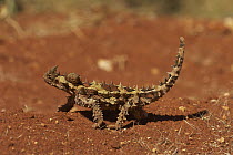 Thorny Devil (Moloch horridus), Tanimi Desert, Northern Territory, Australia
