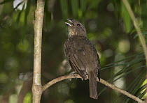 Tooth-billed Catbird (Scenopoeetes dentirostris) male singing, Atherton Tableland, Queensland, Australia