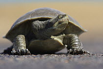 Krefft's River Turtle (Emydura krefftii) crossing road, Woodstock, Queensland, Australia