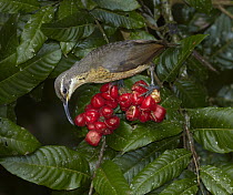 Victoria's Riflebird (Ptiloris victoriae) female feeding on berries, Malanda, Queensland, Australia