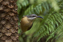 Victoria's Riflebird (Ptiloris victoriae) female, Paluma Range National Park, Queensland, Australia