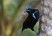 Victoria's Riflebird (Ptiloris victoriae) male, Paluma Range National Park, Queensland, Australia