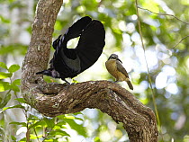 Victoria's Riflebird (Ptiloris victoriae) male displaying for female on vine lek, Malanda, Queensland, Australia