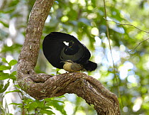Victoria's Riflebird (Ptiloris victoriae) male mating with a female on vine lek, Malanda, Queensland, Australia