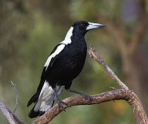 Australian Magpie (Gymnorhina tibicen) male, Darling Range, Western Australia, Australia