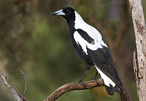 Australian Magpie (Gymnorhina tibicen) male, Darling Range, Western Australia, Australia