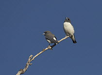 White-breasted Woodswallow(Artamus leucorynchus) pair, Townsville, Queensland, Australia