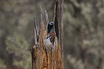 White-browed Woodswallow (Artamus superciliosus) pair at nest in hollow stump, Bourke, New South Wales, Australia