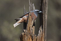 White-browed Woodswallow (Artamus superciliosus) male at nest in hollow stump, Bourke, New South Wales, Australia