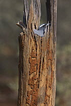 White-browed Woodswallow (Artamus superciliosus) male sitting on nest in a hollow stump, Bourke, New South Wales, Australia